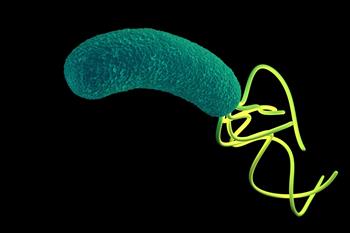 Lactobacillus, H. pylori’ye Karşı Koruyor