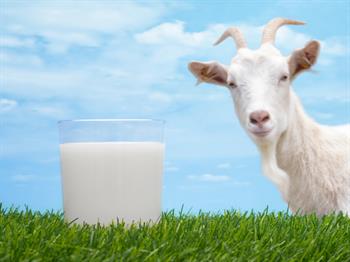 Lizozim Açısından Zengin Keçi Sütü, İshalin İyileşmesini Hızlandırıyor